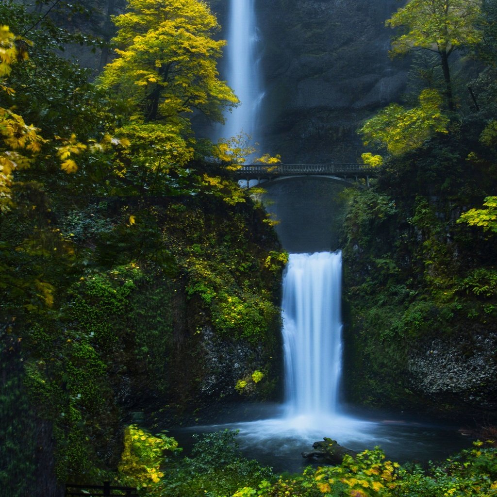 Обои деревья, вода, природа, лес, мост, водопад, trees, water, nature, forest, bridge, waterfall разрешение 4545x2613 Загрузить