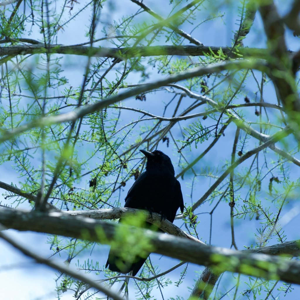 Обои дерево, хвоя, ветки, птица, ворон, шишки, ворона, боке, tree, needles, branches, bird, raven, bumps, crow, bokeh разрешение 3840x2550 Загрузить