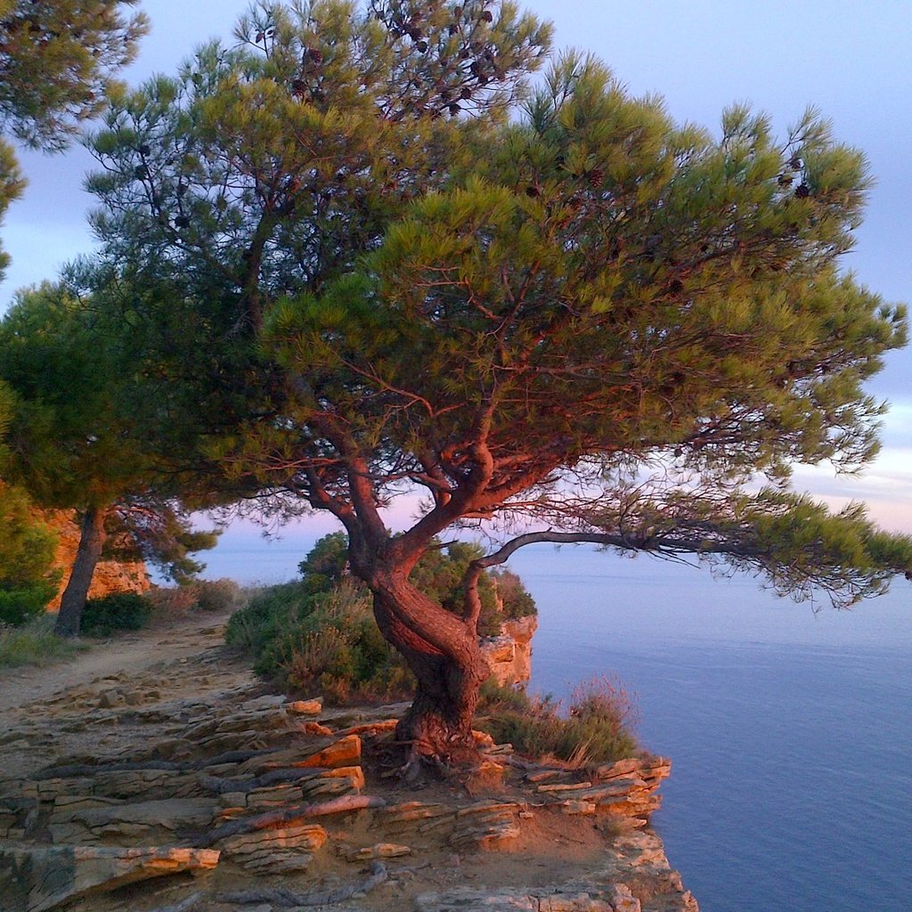 Обои дерево, море, скала, франция, лазурный берег, tree, sea, rock, france, cote d'azur разрешение 2048x1383 Загрузить