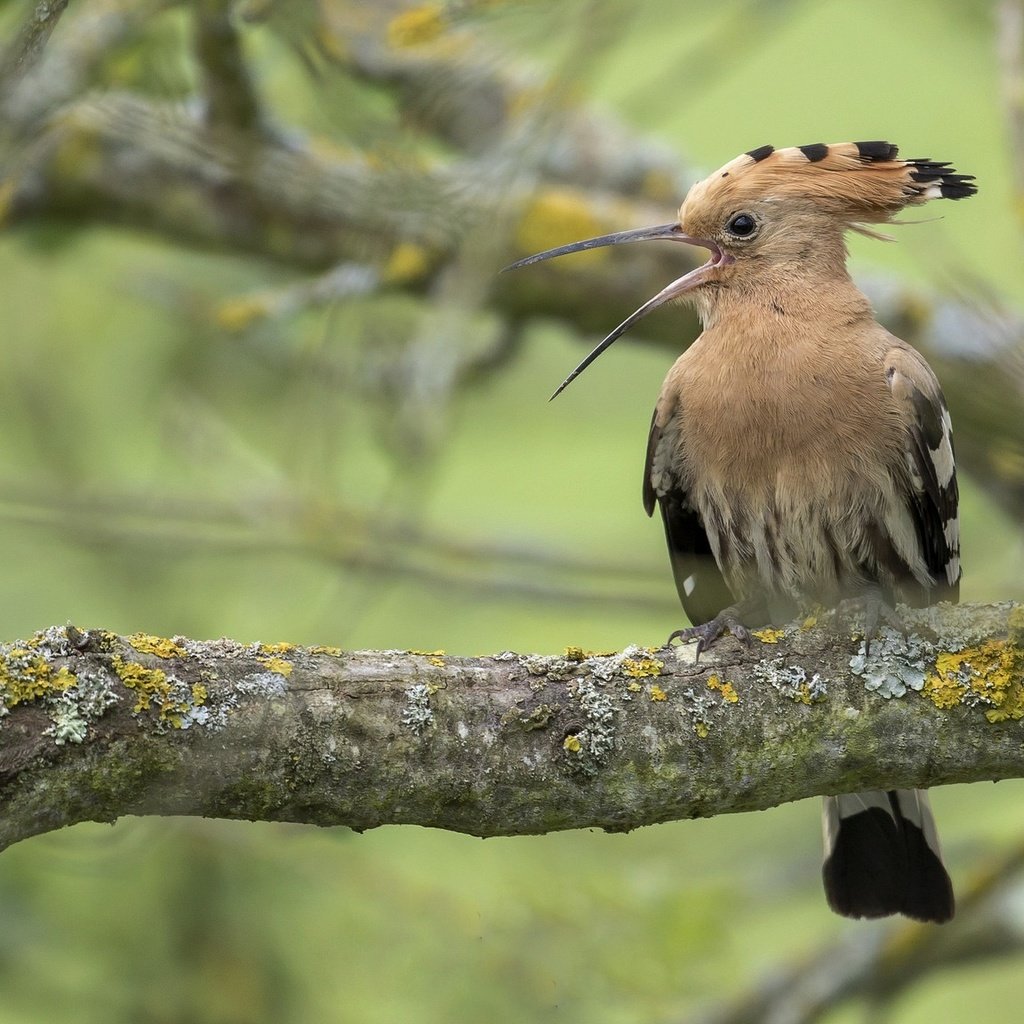 Обои дерево, птица, удод, tree, bird, hoopoe разрешение 2048x1152 Загрузить