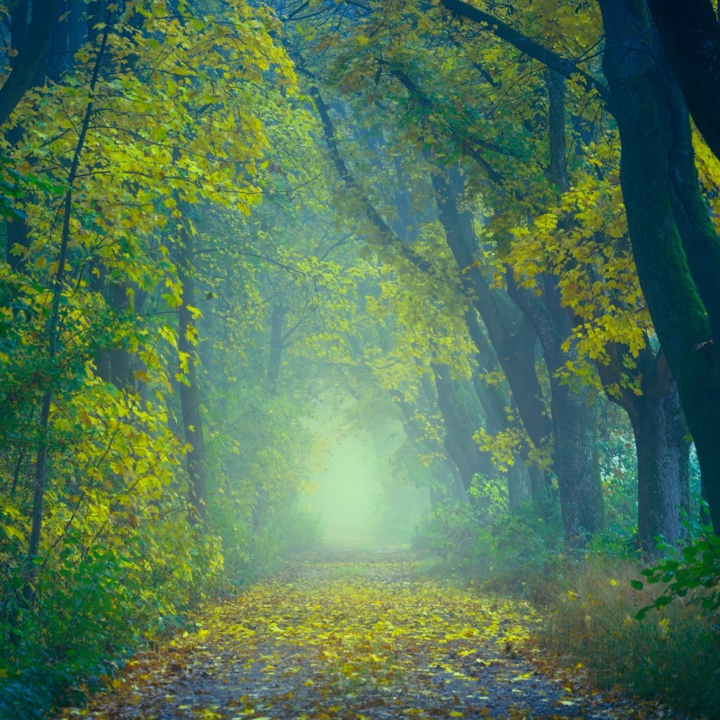 Обои дорога, деревья, природа, лес, листья, туман, осень, road, trees, nature, forest, leaves, fog, autumn разрешение 6000x4000 Загрузить