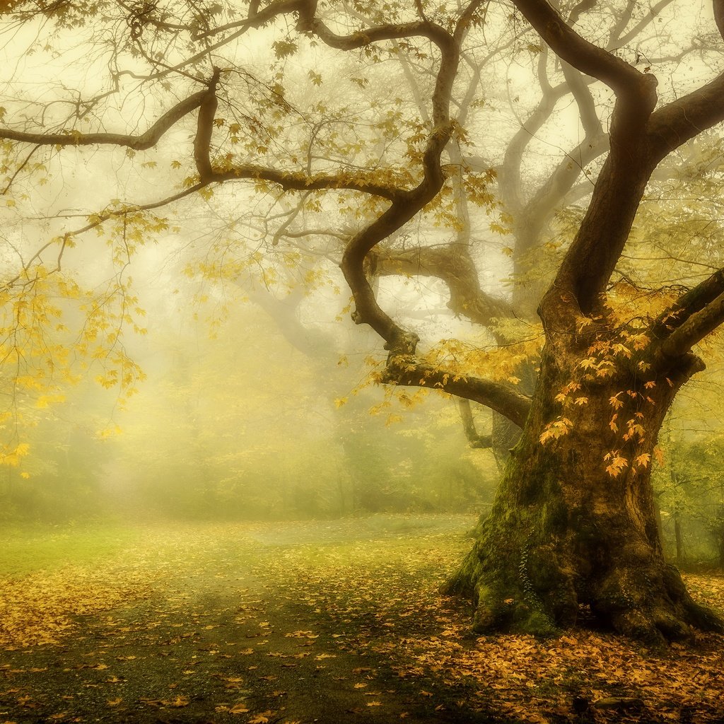 Обои дорога, дерево, лес, туман, ветки, осень, клен, кленовые листья, road, tree, forest, fog, branches, autumn, maple, maple leaves разрешение 3840x2160 Загрузить