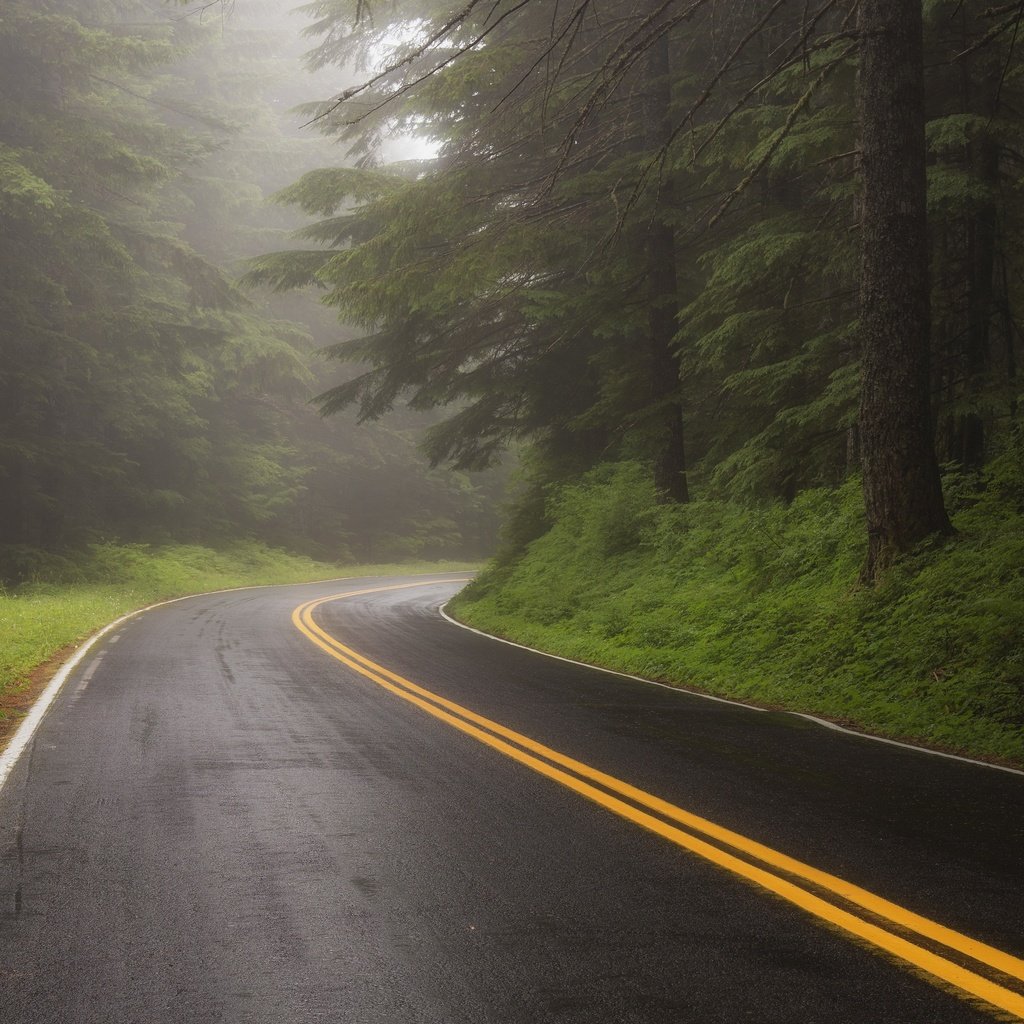 Обои дорога, лес, туман, road, forest, fog разрешение 3840x2160 Загрузить