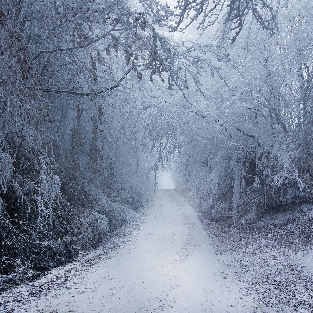 Обои дорога, снег, природа, лес, зима, туман, road, snow, nature, forest, winter, fog разрешение 1920x1200 Загрузить