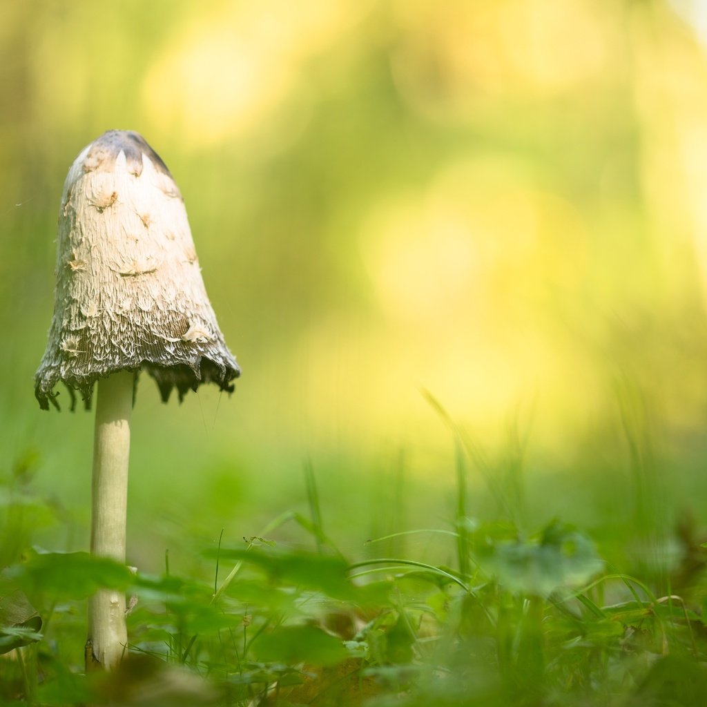 Обои фон, гриб, background, mushroom разрешение 5466x3512 Загрузить