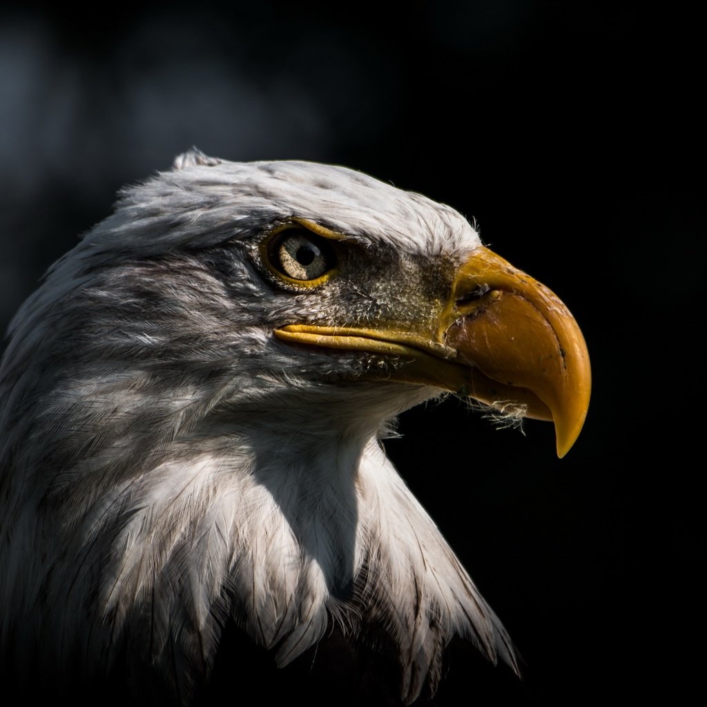 Обои фон, орел, птица, background, eagle, bird разрешение 3840x2160 Загрузить