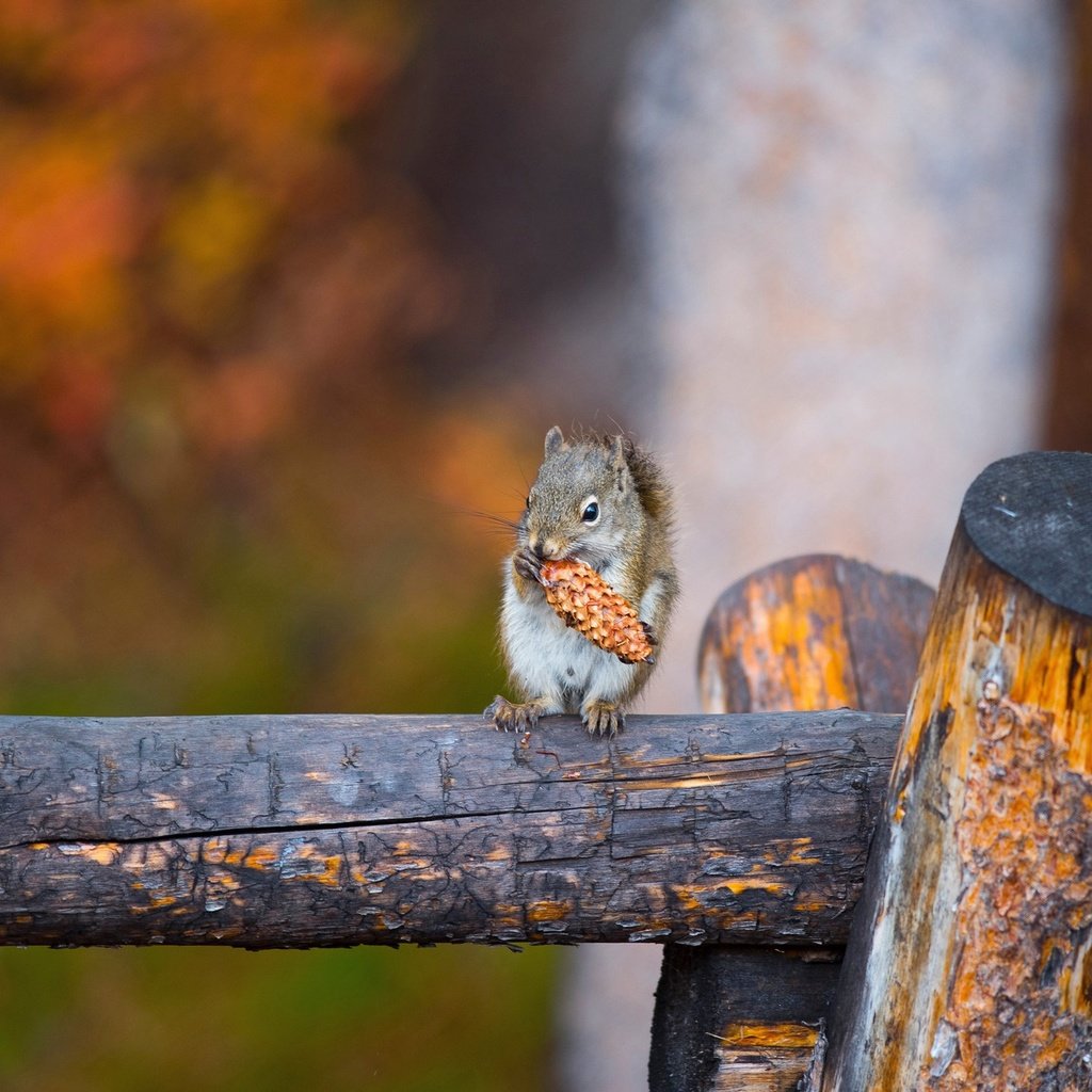 Обои фон, осень, серая, шишка, белка, бревно, боке, background, autumn, grey, bump, protein, log, bokeh разрешение 2047x1301 Загрузить