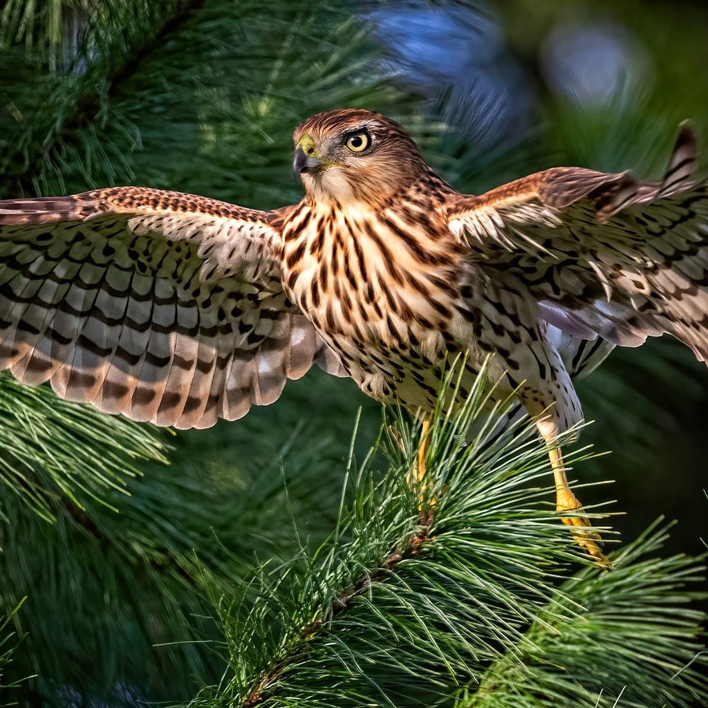 Обои хвоя, ветки, птица, сокол, боке, размах крыльев, needles, branches, bird, falcon, bokeh, wingspan разрешение 2000x1125 Загрузить