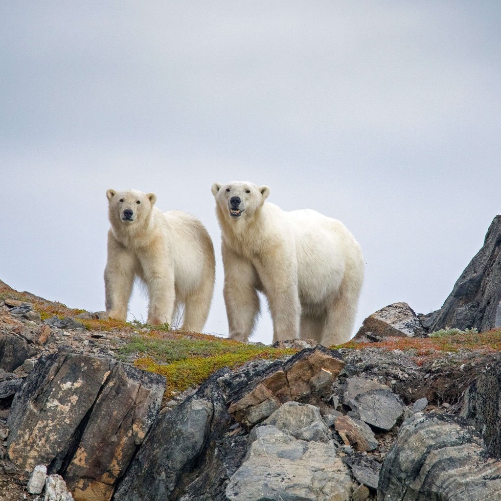 Обои канада, белые медведи, canada, polar bears разрешение 3240x2160 Загрузить