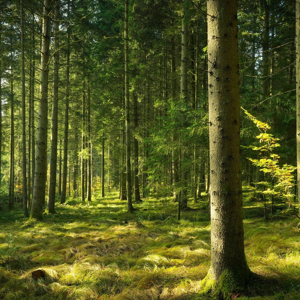 Обои лес, сосны, бор, forest, pine, bor разрешение 3840x2160 Загрузить