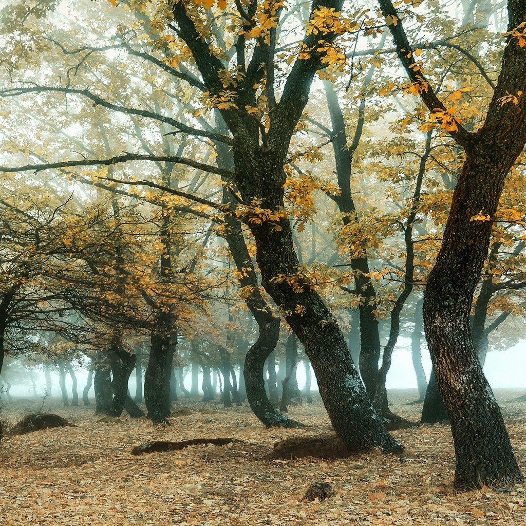 Обои лес, туман, ветки, листва, осень, роща, дубы, forest, fog, branches, foliage, autumn, grove, oaks разрешение 3840x2160 Загрузить