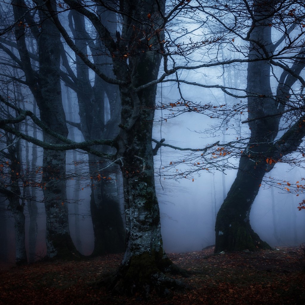 Обои лес, туман, ветки, осень, сумерки, полумрак, forest, fog, branches, autumn, twilight разрешение 3840x2160 Загрузить