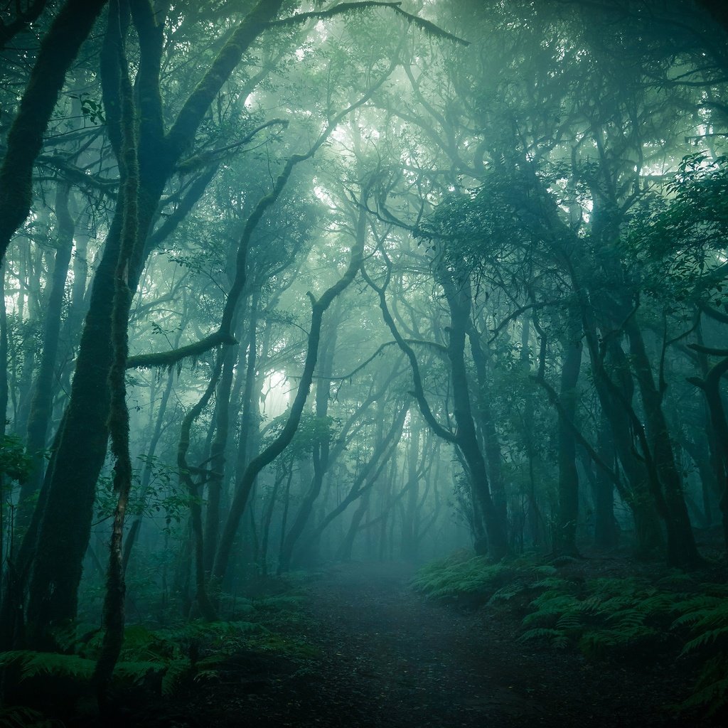 Обои лес, туман, ветки, стволы, сумерки, forest, fog, branches, trunks, twilight разрешение 3840x2160 Загрузить