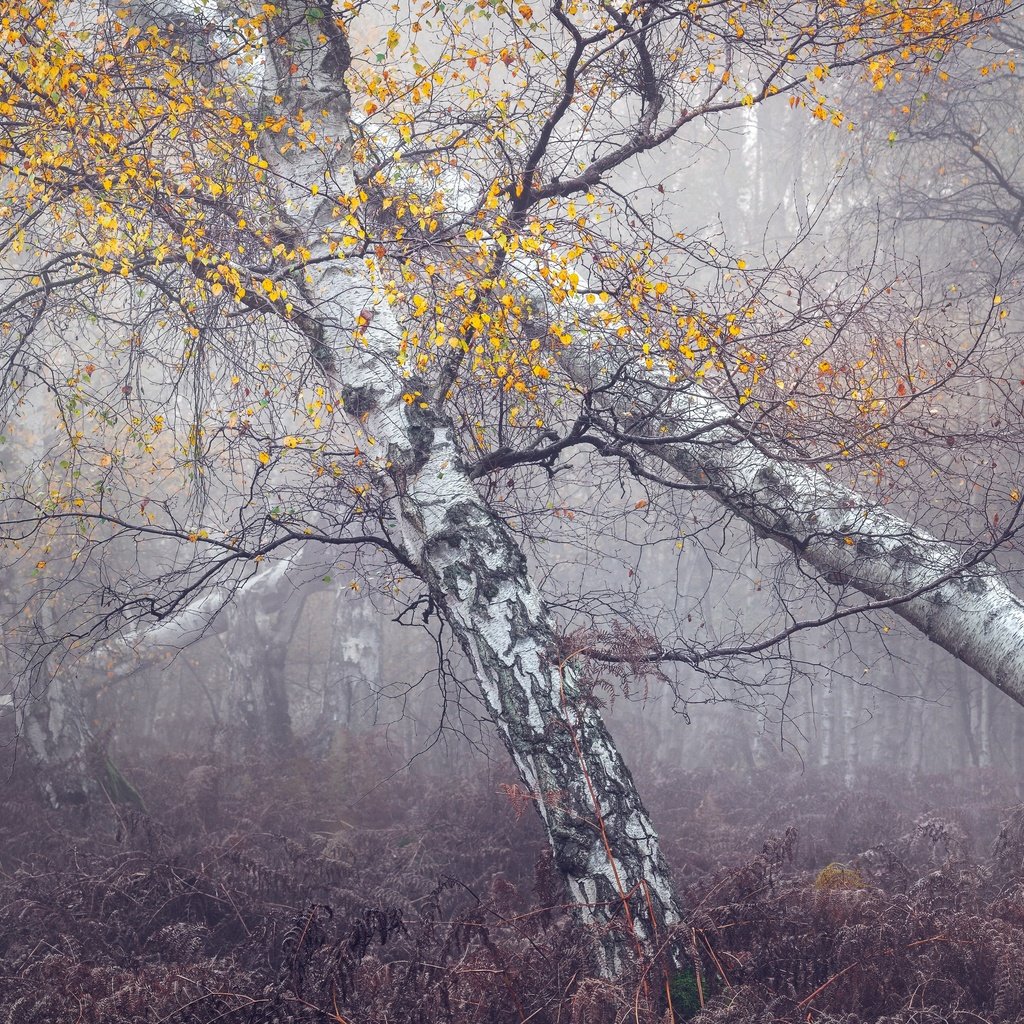 Обои лес, туман, forest, fog разрешение 3840x2160 Загрузить