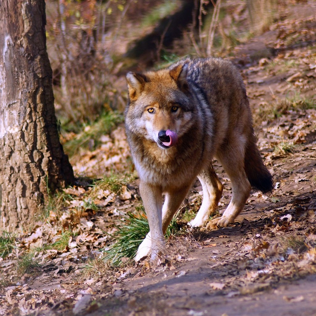 Обои лес, взгляд, прогулка, волк, forest, look, walk, wolf разрешение 3008x1881 Загрузить