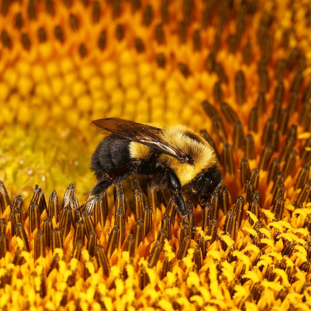 Обои макро, цветок, подсолнух, пчела, шмель, macro, flower, sunflower, bee, bumblebee разрешение 6720x4480 Загрузить