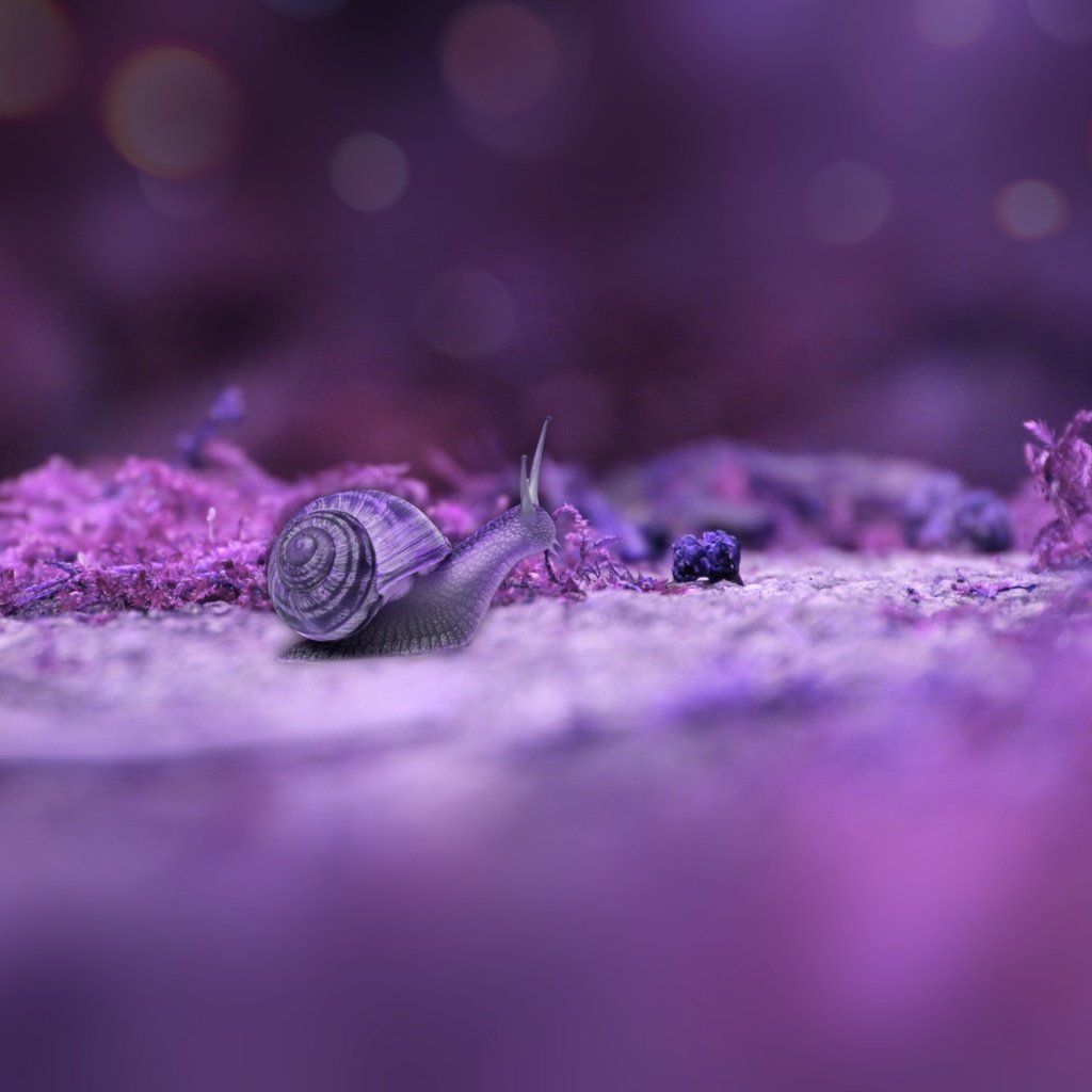 Обои макро, фон, улитка, macro, background, snail разрешение 3546x2365 Загрузить