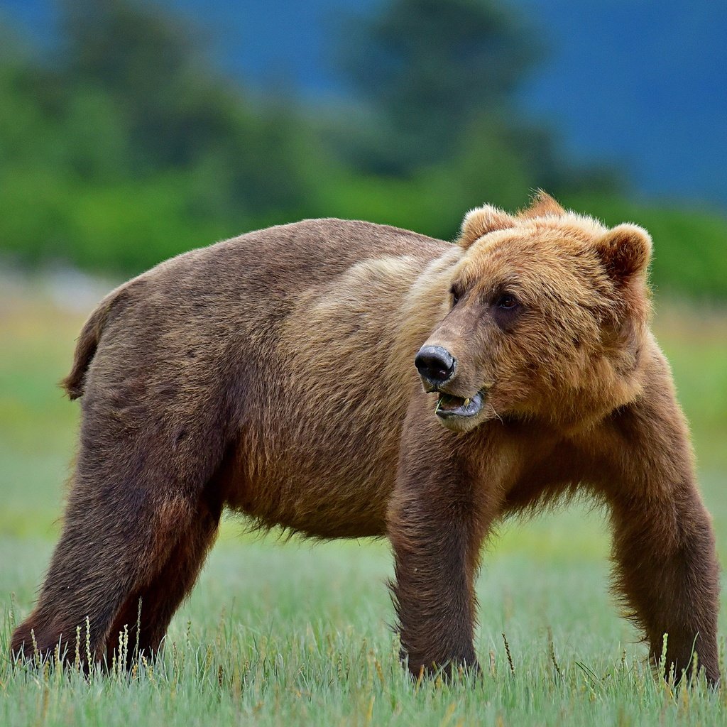 Обои медведь, поляна, бурый, bear, glade, brown разрешение 3840x2563 Загрузить