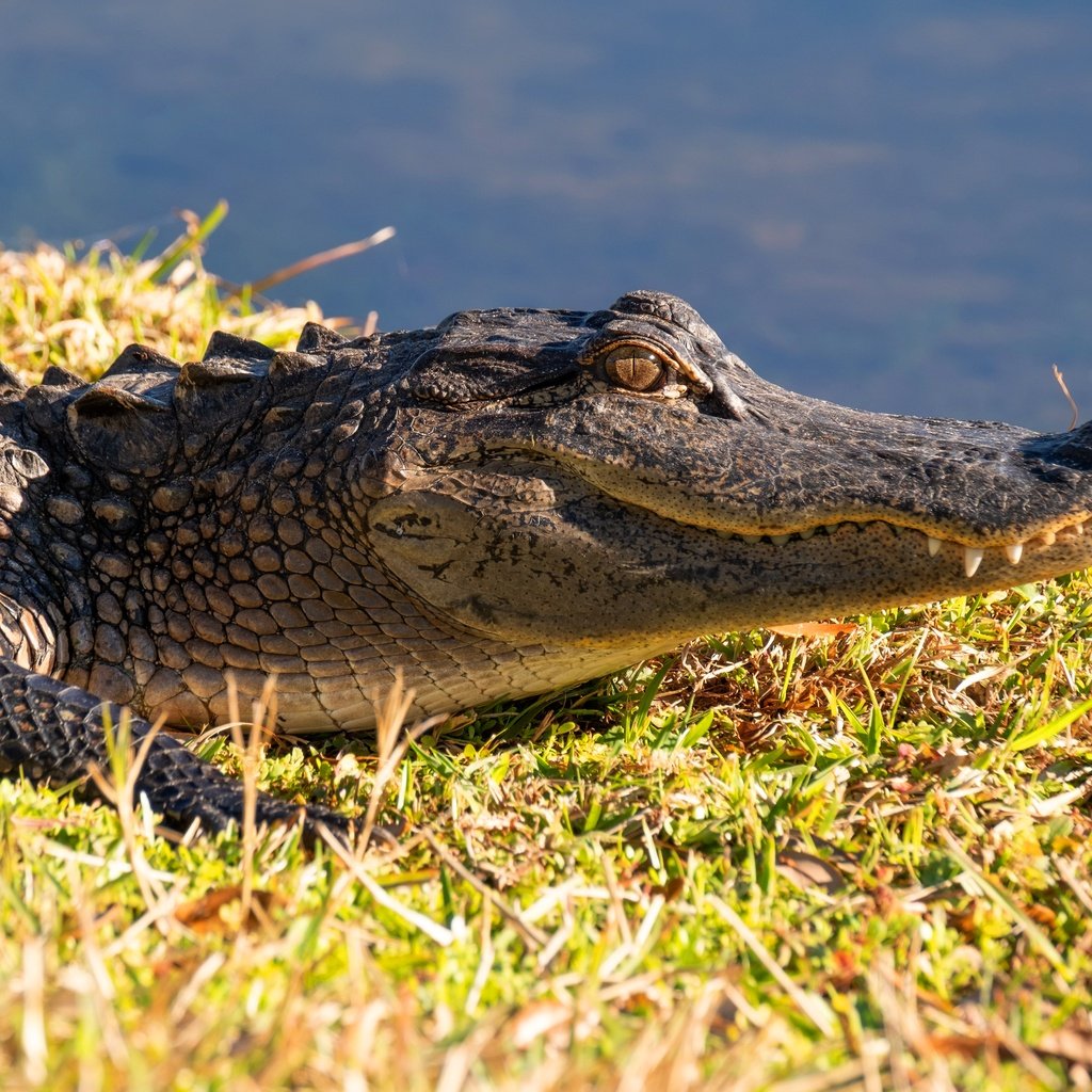 Обои морда, берег, водоем, крокодил, face, shore, pond, crocodile разрешение 6000x4000 Загрузить