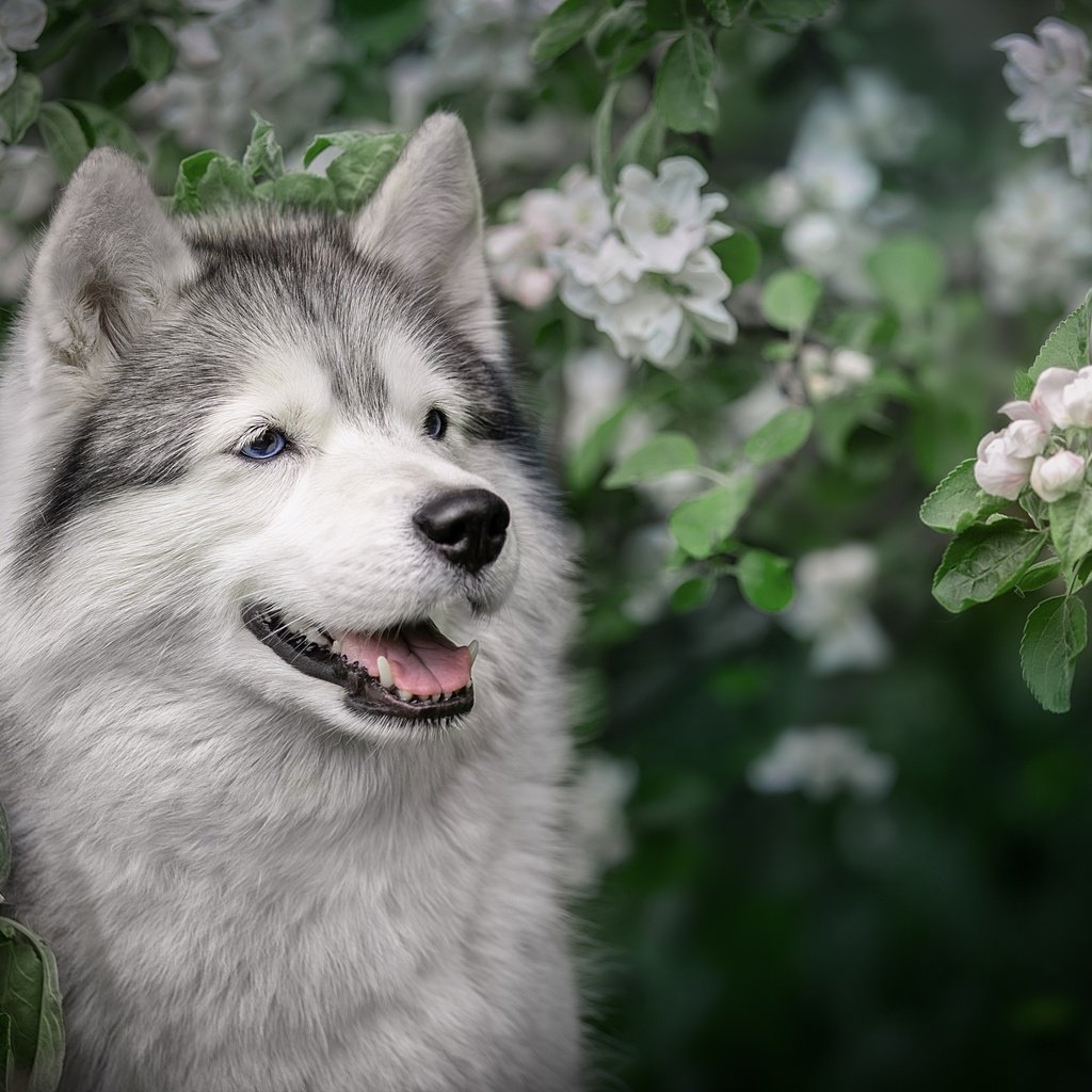 Обои морда, цветение, ветки, собака, весна, хаски, яблоня, face, flowering, branches, dog, spring, husky, apple разрешение 2560x1706 Загрузить