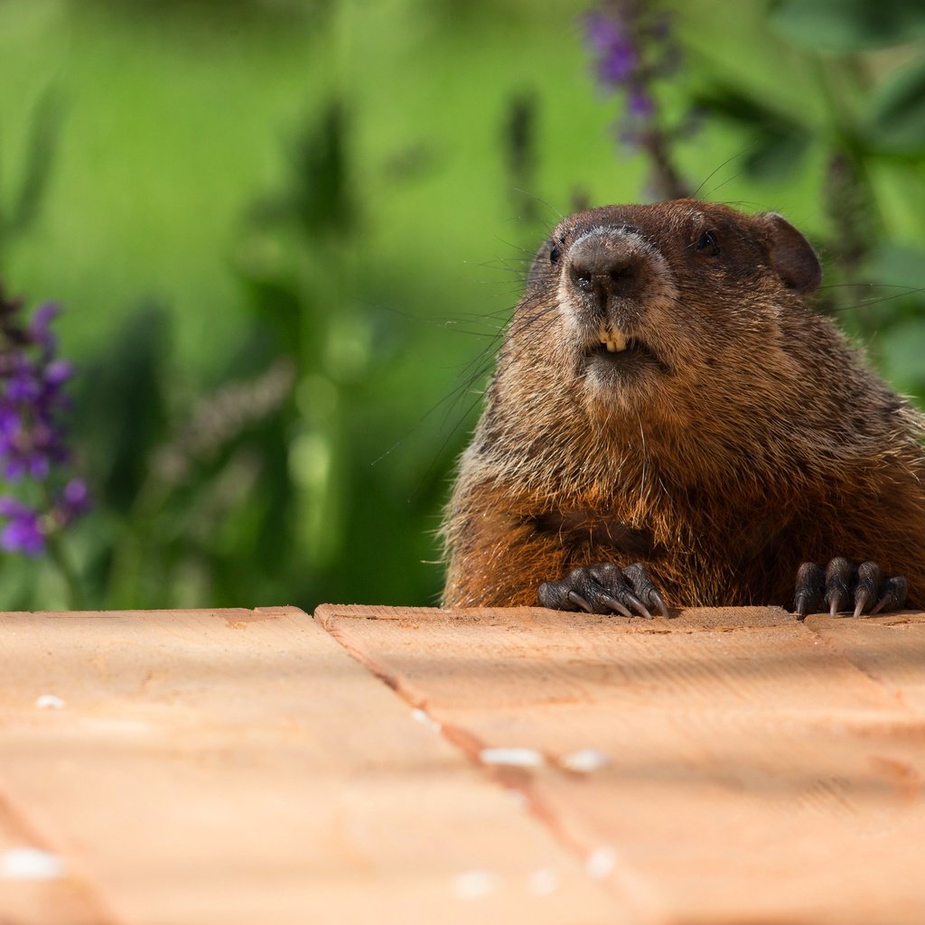 Обои морда, цветы, природа, портрет, доски, сурок, face, flowers, nature, portrait, board, marmot разрешение 4095x3105 Загрузить