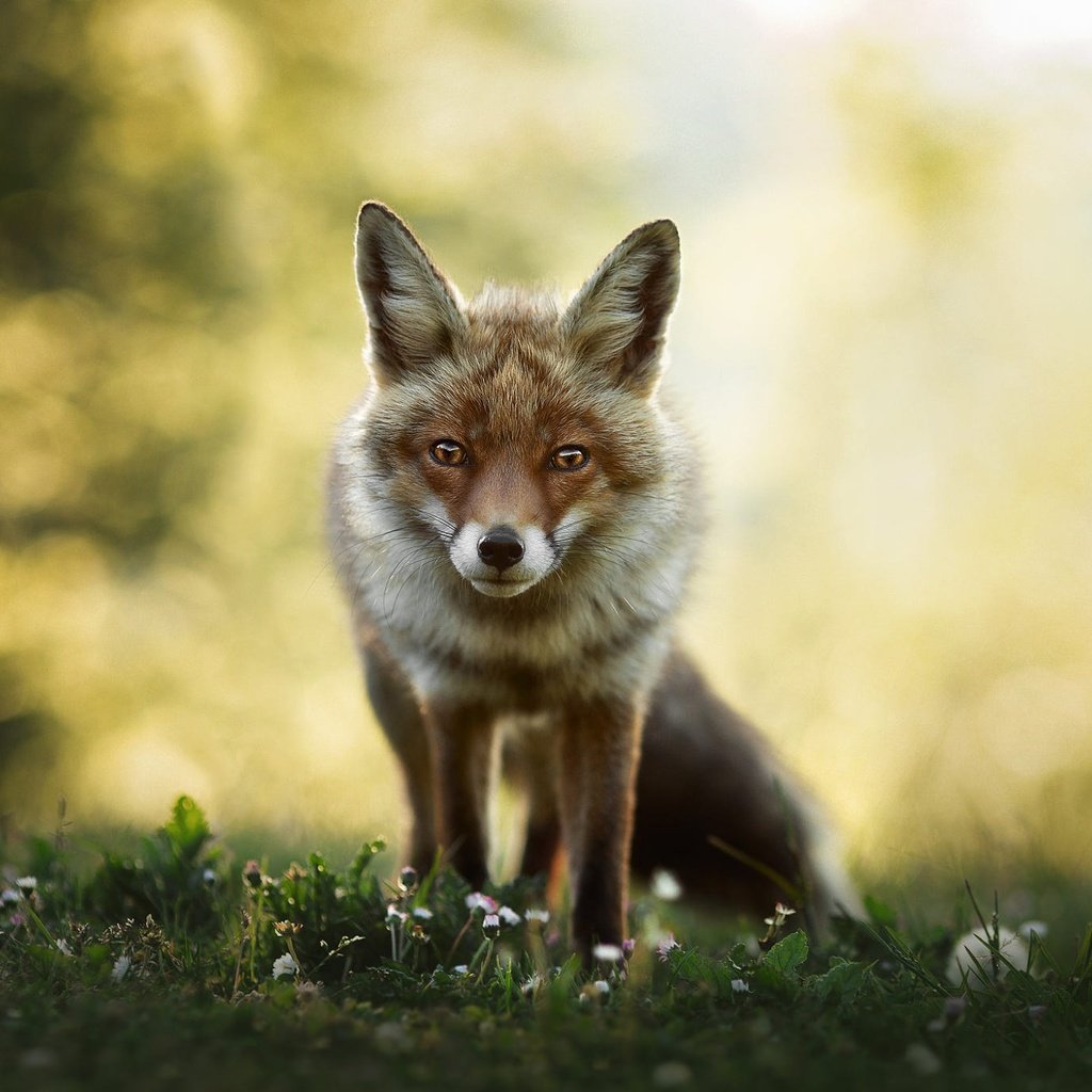 Обои морда, цветы, взгляд, поляна, лиса, боке, face, flowers, look, glade, fox, bokeh разрешение 2000x1373 Загрузить