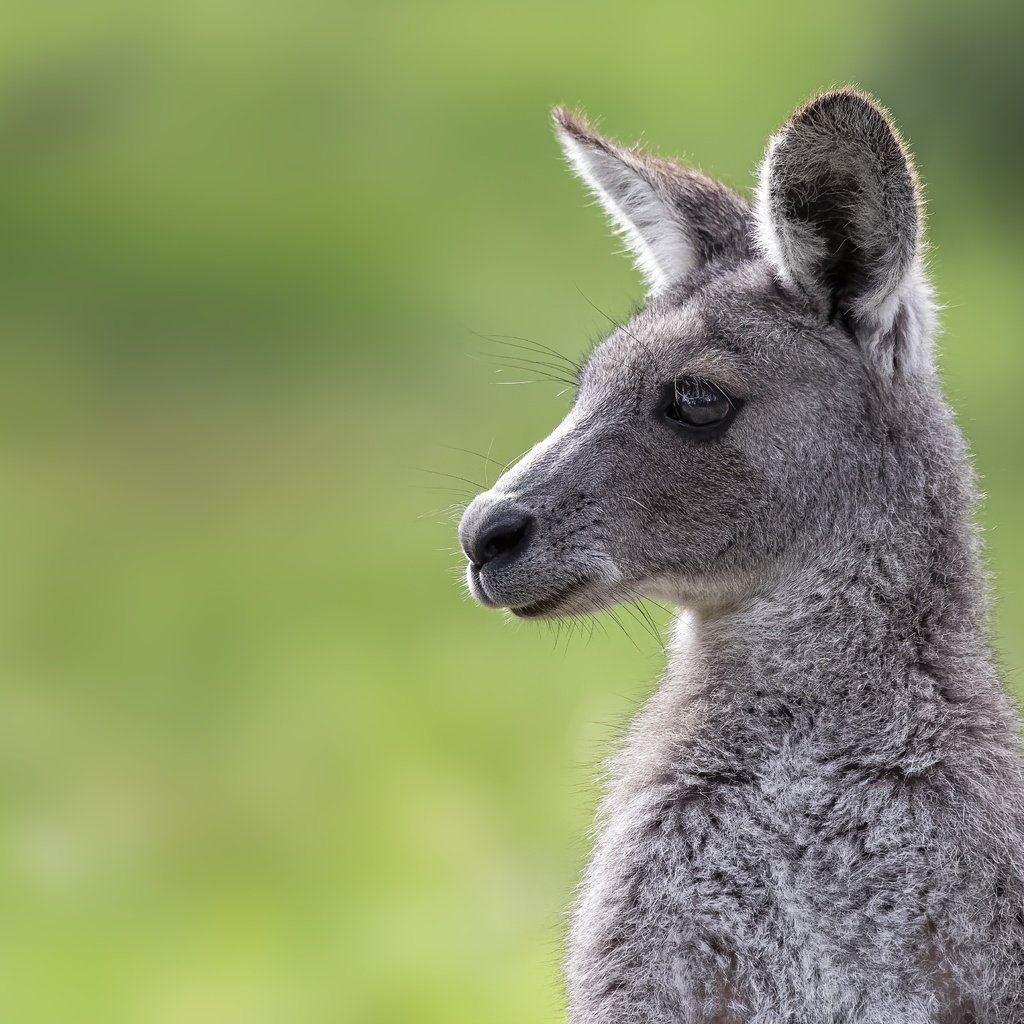 Обои морда, фон, портрет, кенгуру, детеныш, face, background, portrait, kangaroo, cub разрешение 4869x3246 Загрузить