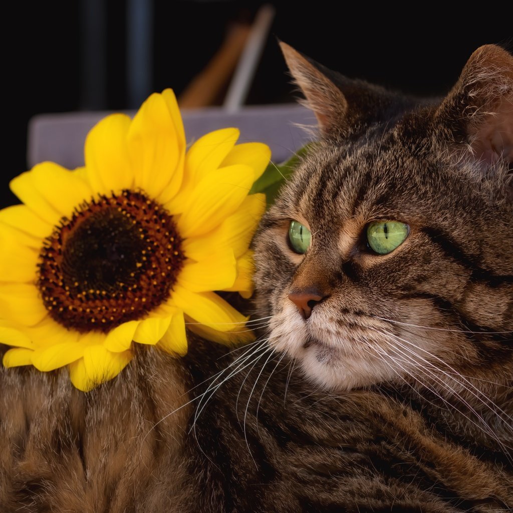 Обои морда, полосатый, поза, цветок, кот, кошка, взгляд, лежит, серый, подсолнух, sunflower, face, striped, pose, flower, cat, look, lies, grey разрешение 5250x3500 Загрузить