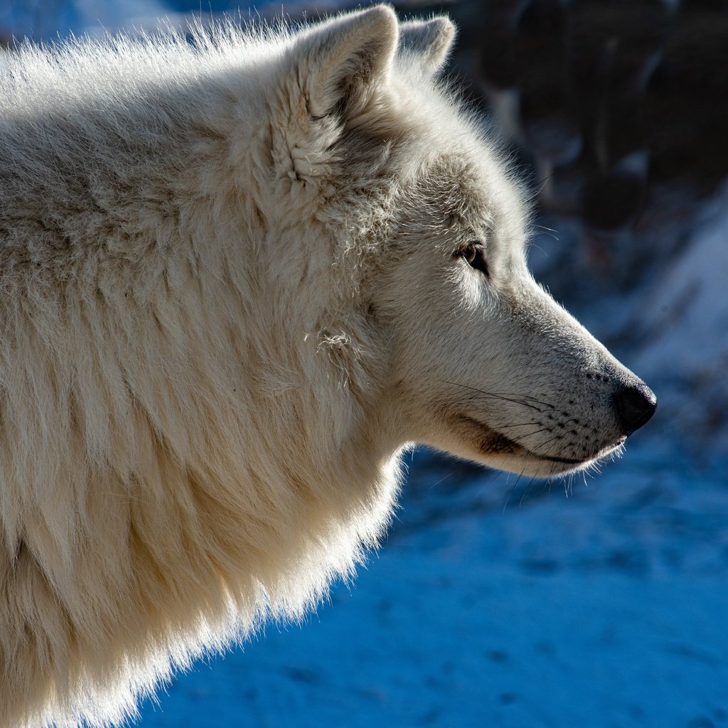 Обои морда, профиль, волк, face, profile, wolf разрешение 6143x4100 Загрузить