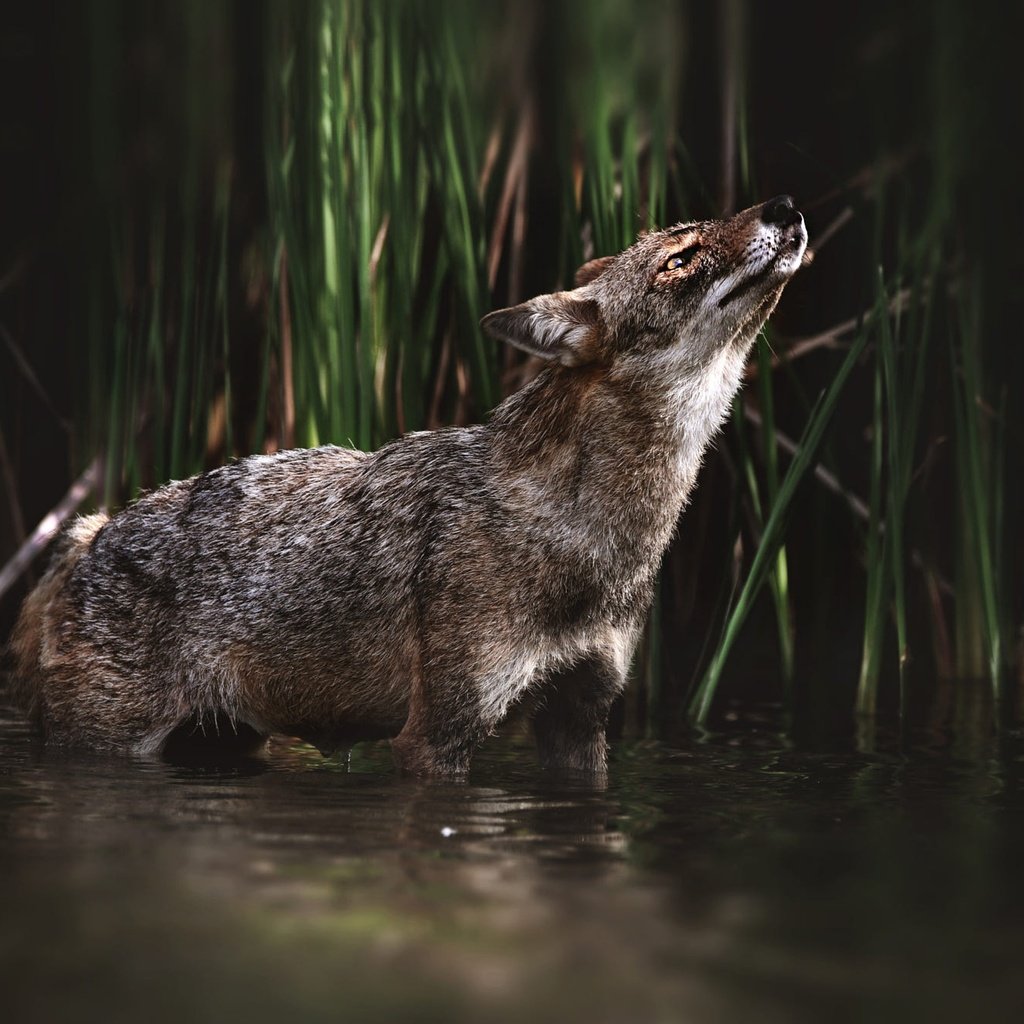 Обои морда, трава, взгляд, водоем, темный фон, купание, волк, койот, face, grass, look, pond, the dark background, bathing, wolf, coyote разрешение 2000x1333 Загрузить