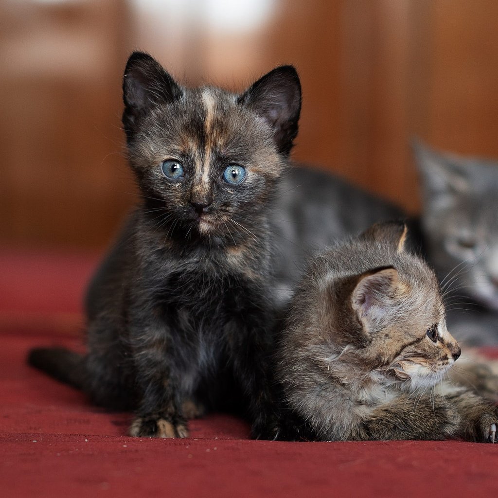 Обои мордочка, взгляд, котенок, кошки, мама, котята, боке, muzzle, look, kitty, cats, mom, kittens, bokeh разрешение 2000x1333 Загрузить