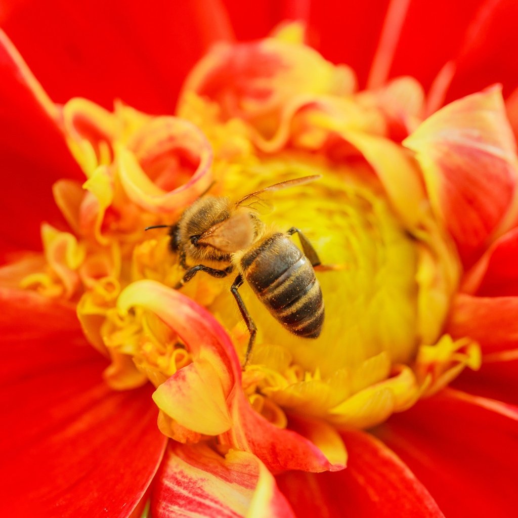 Обои насекомое, цветок, пчела, insect, flower, bee разрешение 3072x2048 Загрузить