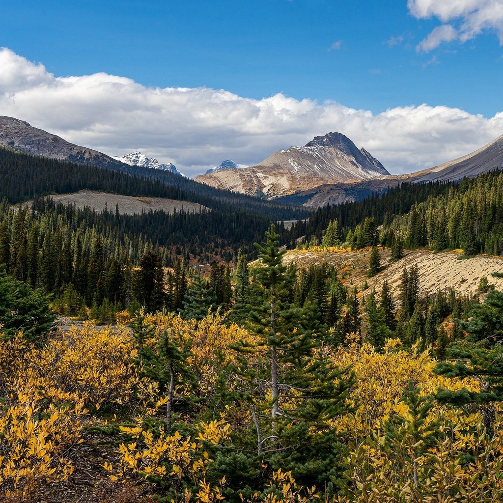 Обои облака, горы, лес, осень, вершины, ели, кустарники, clouds, mountains, forest, autumn, tops, ate, shrubs разрешение 3840x2160 Загрузить