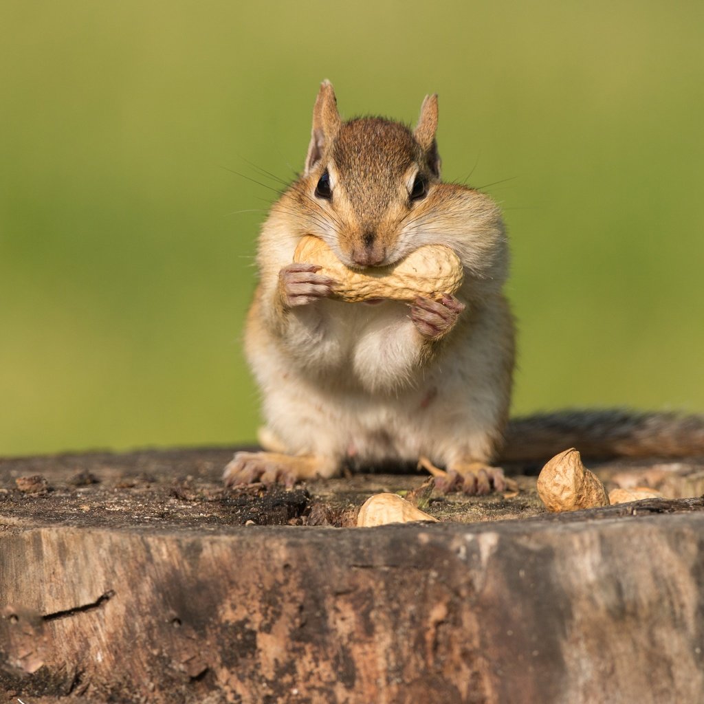 Обои орехи, пень, бурундук, трапеза, nuts, stump, chipmunk, meal разрешение 3072x2349 Загрузить