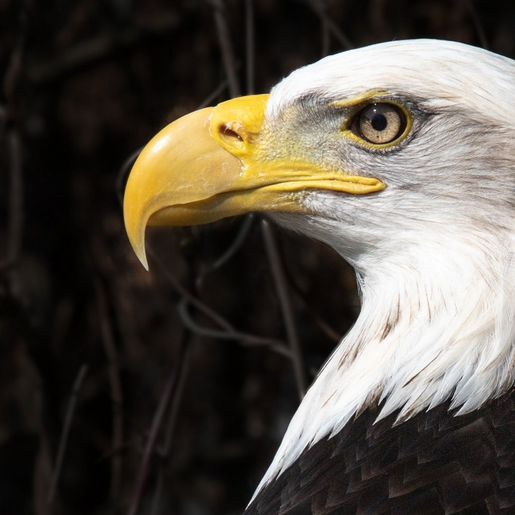 Обои орел, птица, eagle, bird разрешение 2560x1440 Загрузить