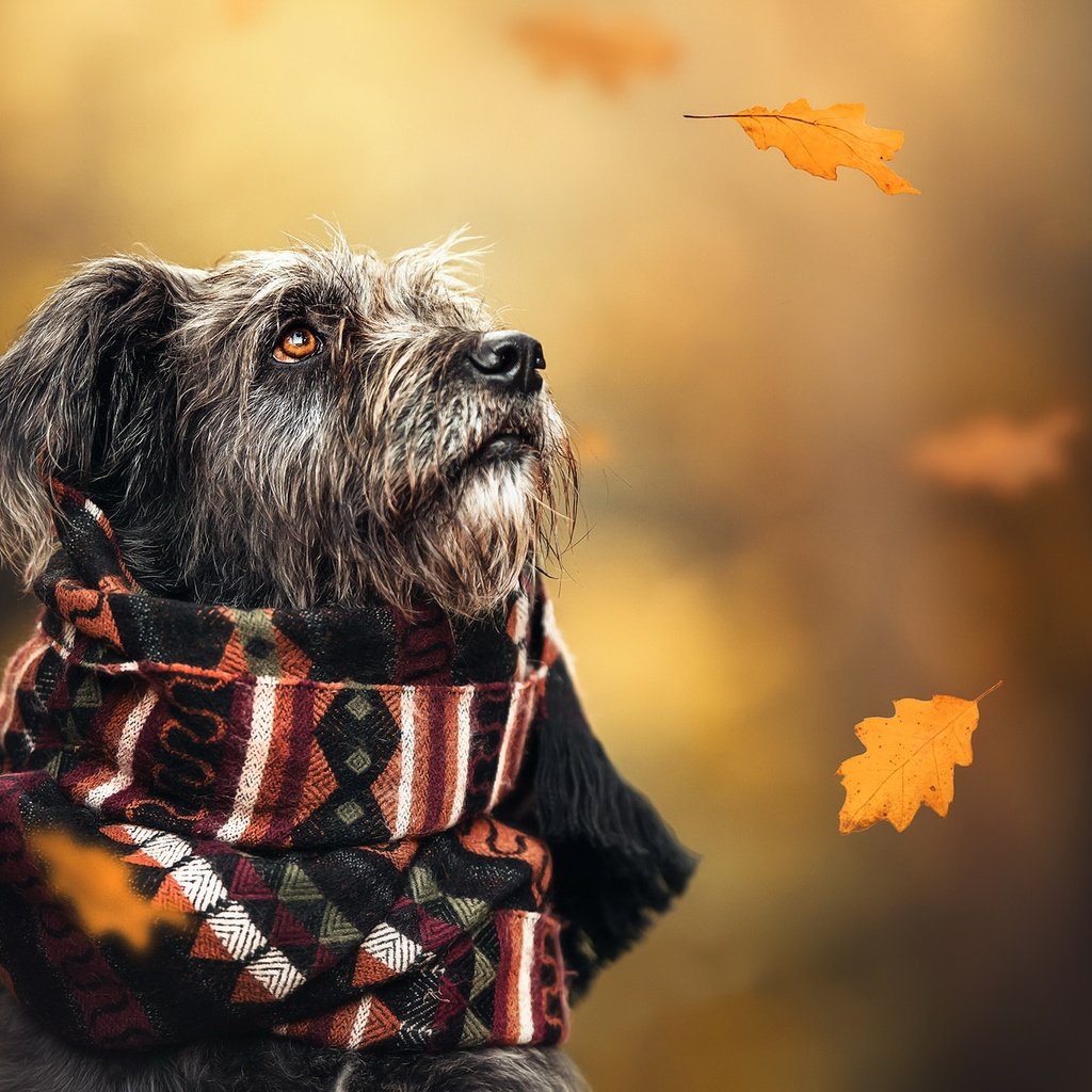 Обои осень, собака, шарф, autumn, dog, scarf разрешение 2048x1365 Загрузить