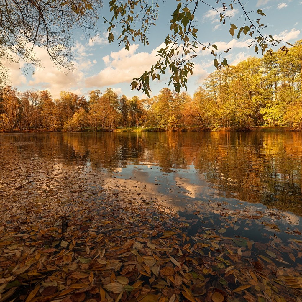 Обои озеро, листья, осень, lake, leaves, autumn разрешение 3840x2160 Загрузить