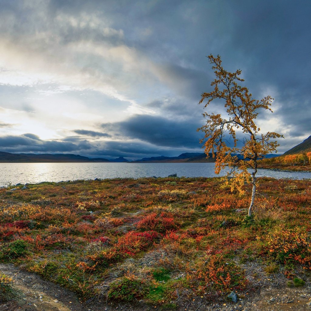 Обои озеро, осень, береза, деревце, финляндия, лапландия, lake, autumn, birch, tree, finland, lapland разрешение 3072x1728 Загрузить