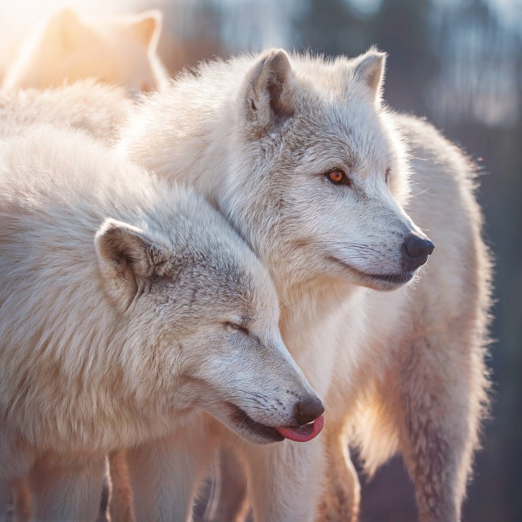 белые волки сербия