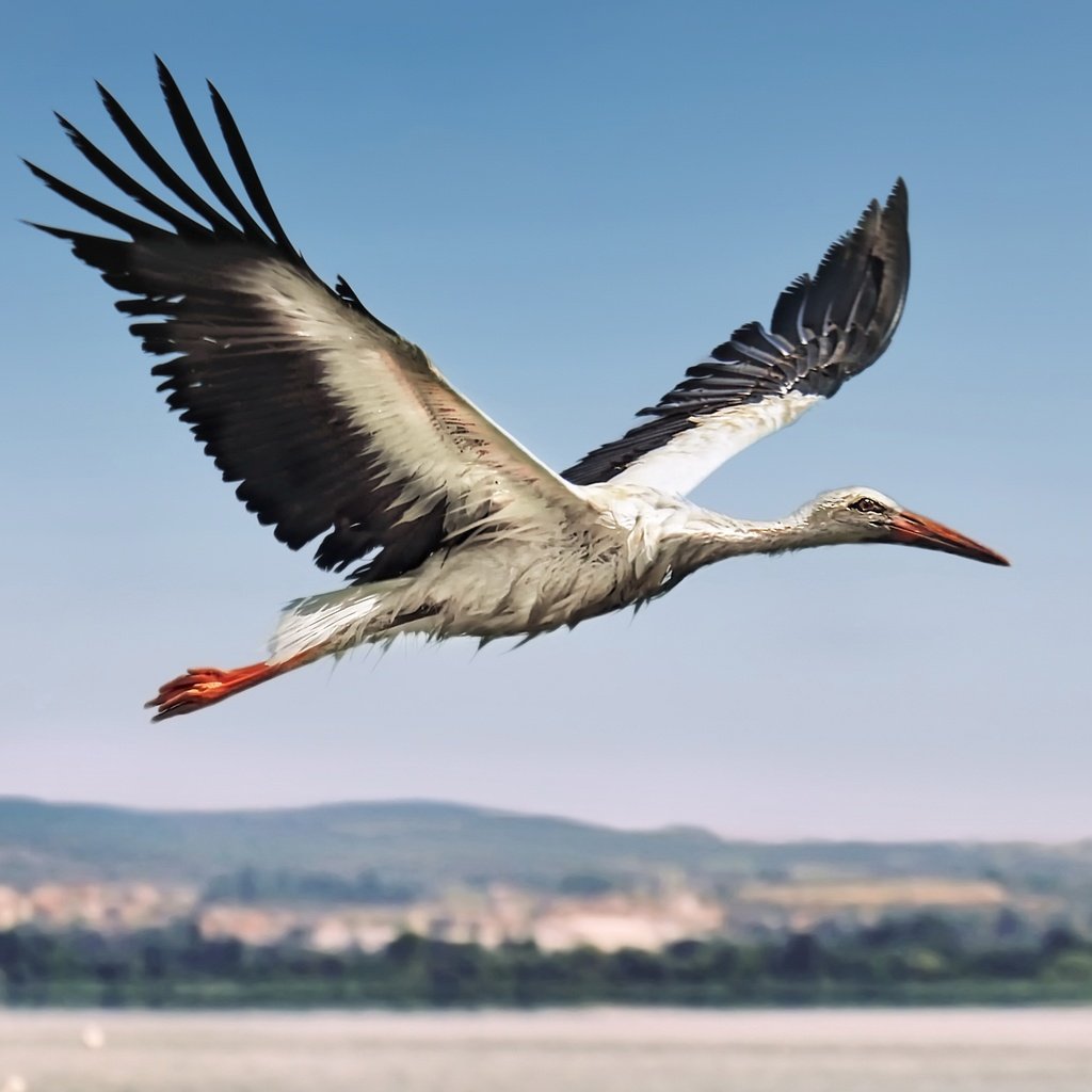 Обои полет, птица, аист, flight, bird, stork разрешение 3444x2260 Загрузить