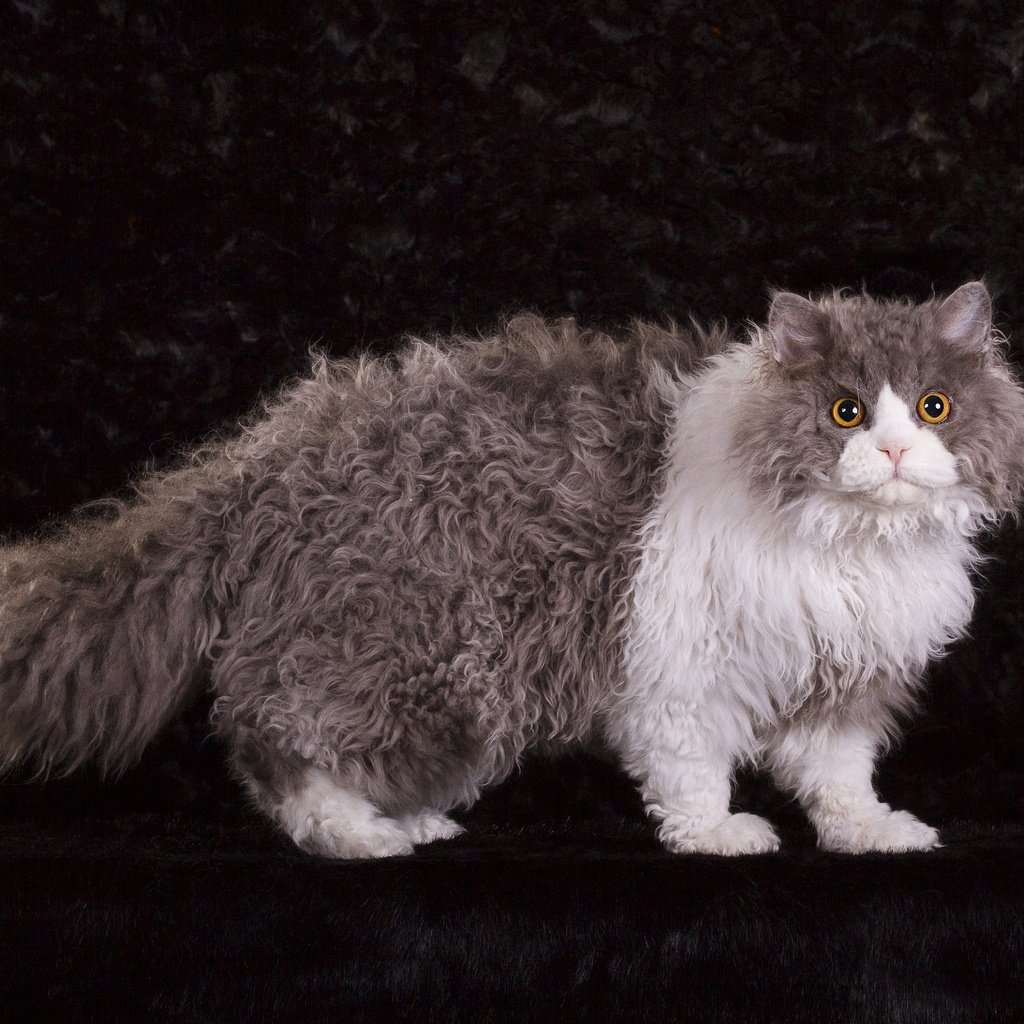 Обои поза, кудрявый, кот, фотостудия, мордочка, кошка, взгляд, пушистый, серый, темный фон, мех, fur, pose, curly, cat, studio, muzzle, look, fluffy, grey, the dark background разрешение 2000x1429 Загрузить