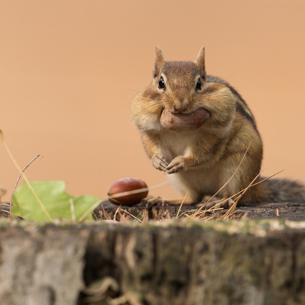 Обои поза, взгляд, сидит, орех, пень, бурундук, трапеза, pose, look, sitting, walnut, stump, chipmunk, meal разрешение 2998x2241 Загрузить