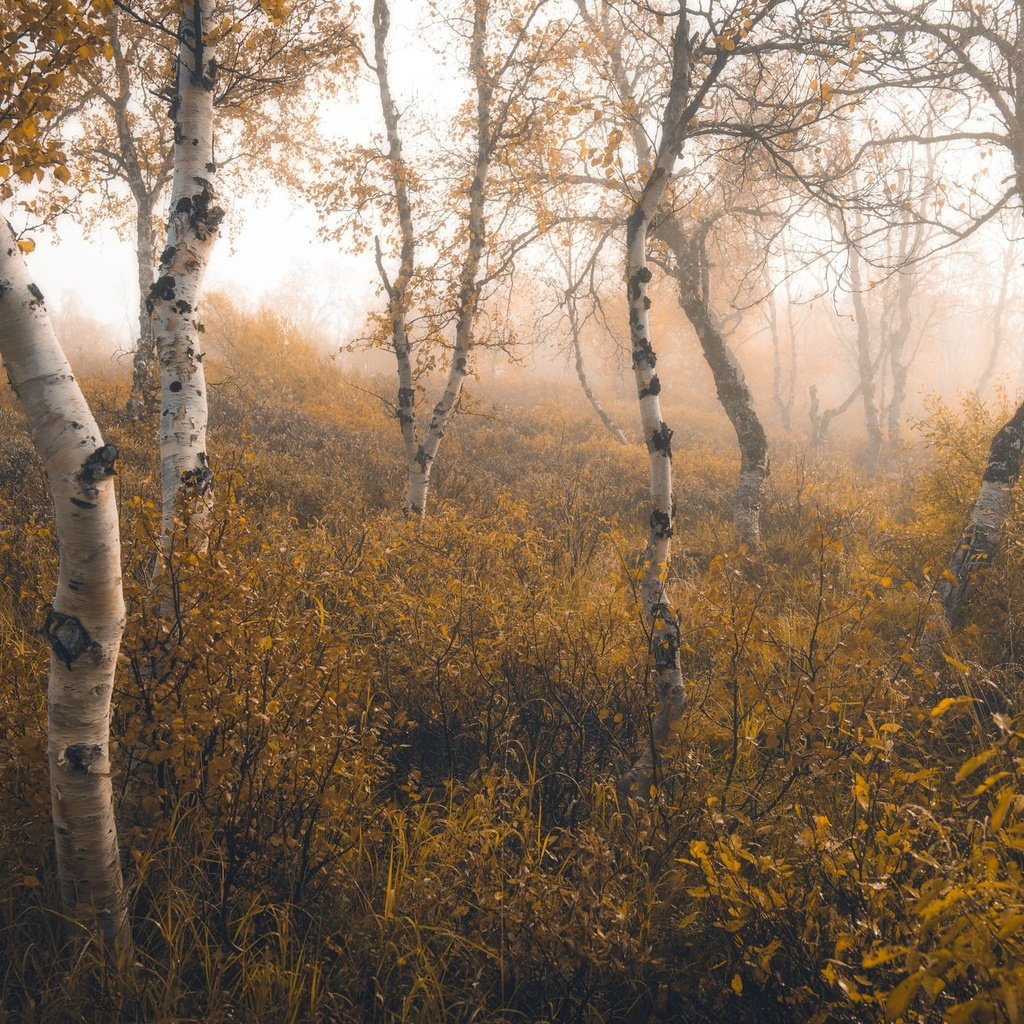 Обои природа, березы, nature, birch разрешение 2048x1367 Загрузить