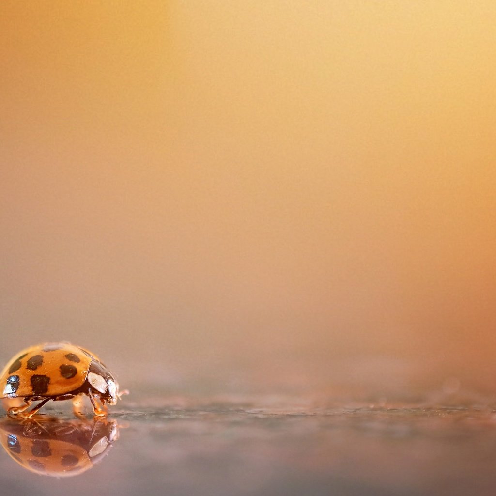 Обои природа, фон, божья коровка, nature, background, ladybug разрешение 3840x2160 Загрузить