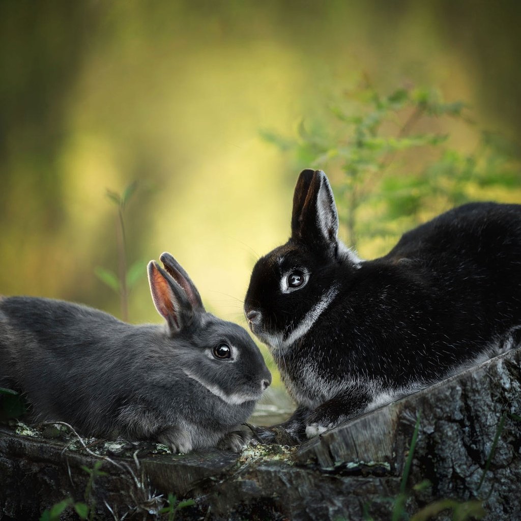 Обои природа, кролик, кролики, пень, зайчики, nature, rabbit, rabbits, stump, bunnies разрешение 2000x1328 Загрузить