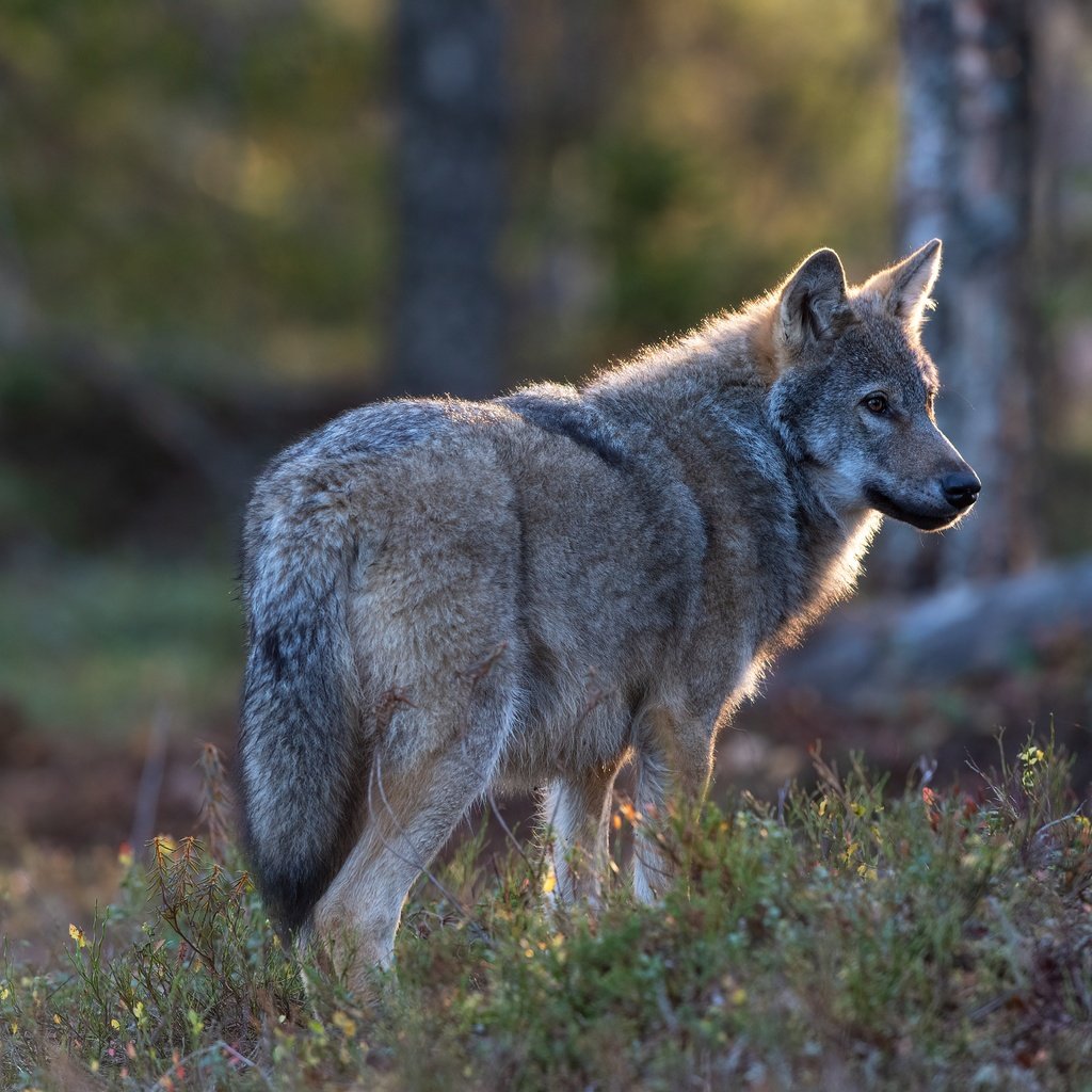 Обои природа, лес, серый, волк, nature, forest, grey, wolf разрешение 5568x3712 Загрузить