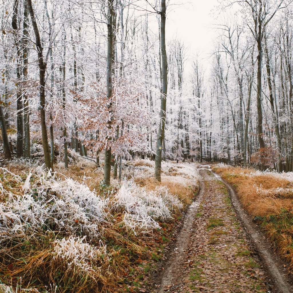 Обои природа, лес, nature, forest разрешение 3840x2160 Загрузить