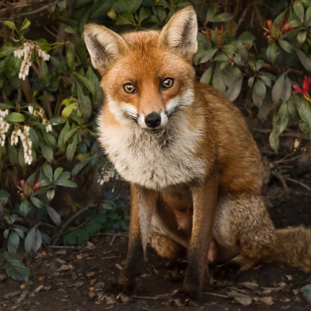 Обои природа, листья, ветки, лиса, лисица, животное, nature, leaves, branches, fox, animal разрешение 2000x1320 Загрузить