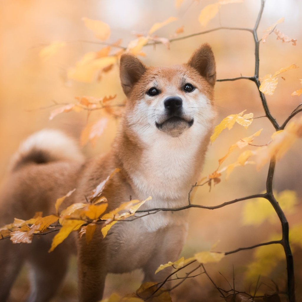 Обои природа, листья, ветки, осень, собака, сиба-ину, nature, leaves, branches, autumn, dog, shiba inu разрешение 2000x1334 Загрузить