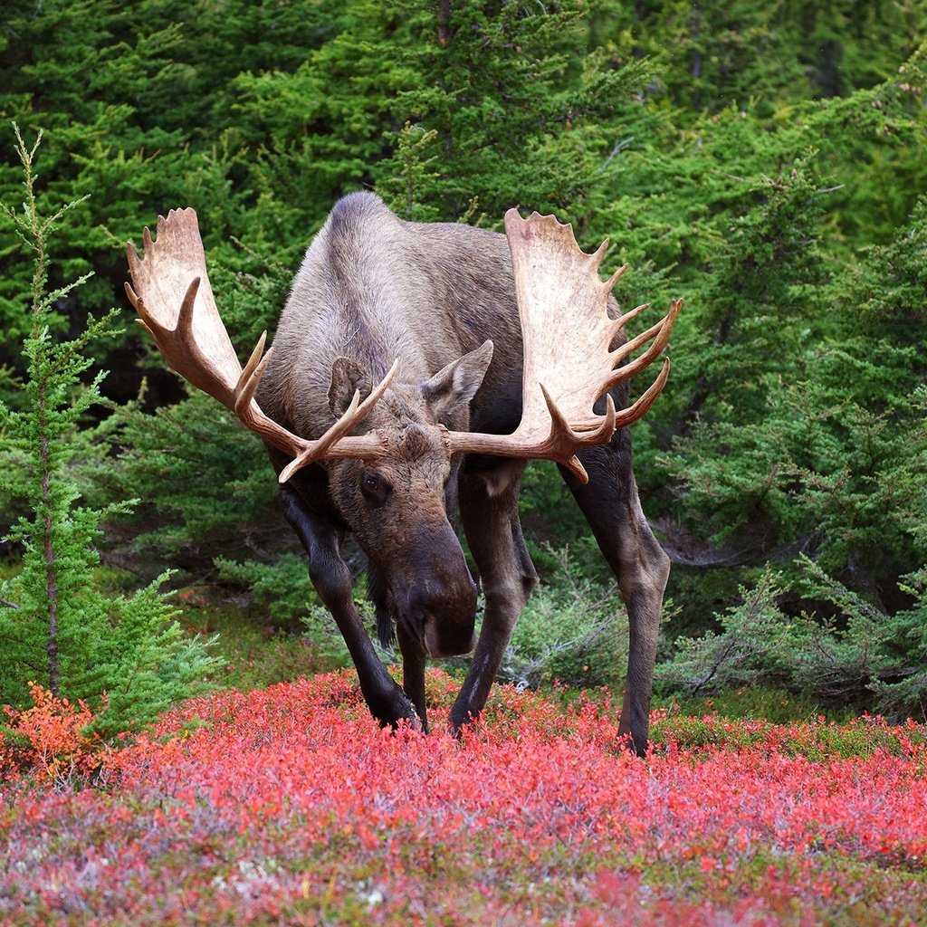 Обои природа, лось, nature, moose разрешение 2048x1300 Загрузить